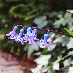 Frühling I